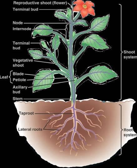 plantanatomy1