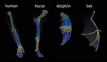 Homologous Structures