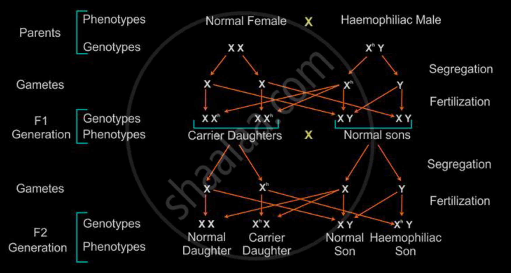 Haemophilia inheritance