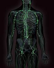 Lymphatic System Diagram