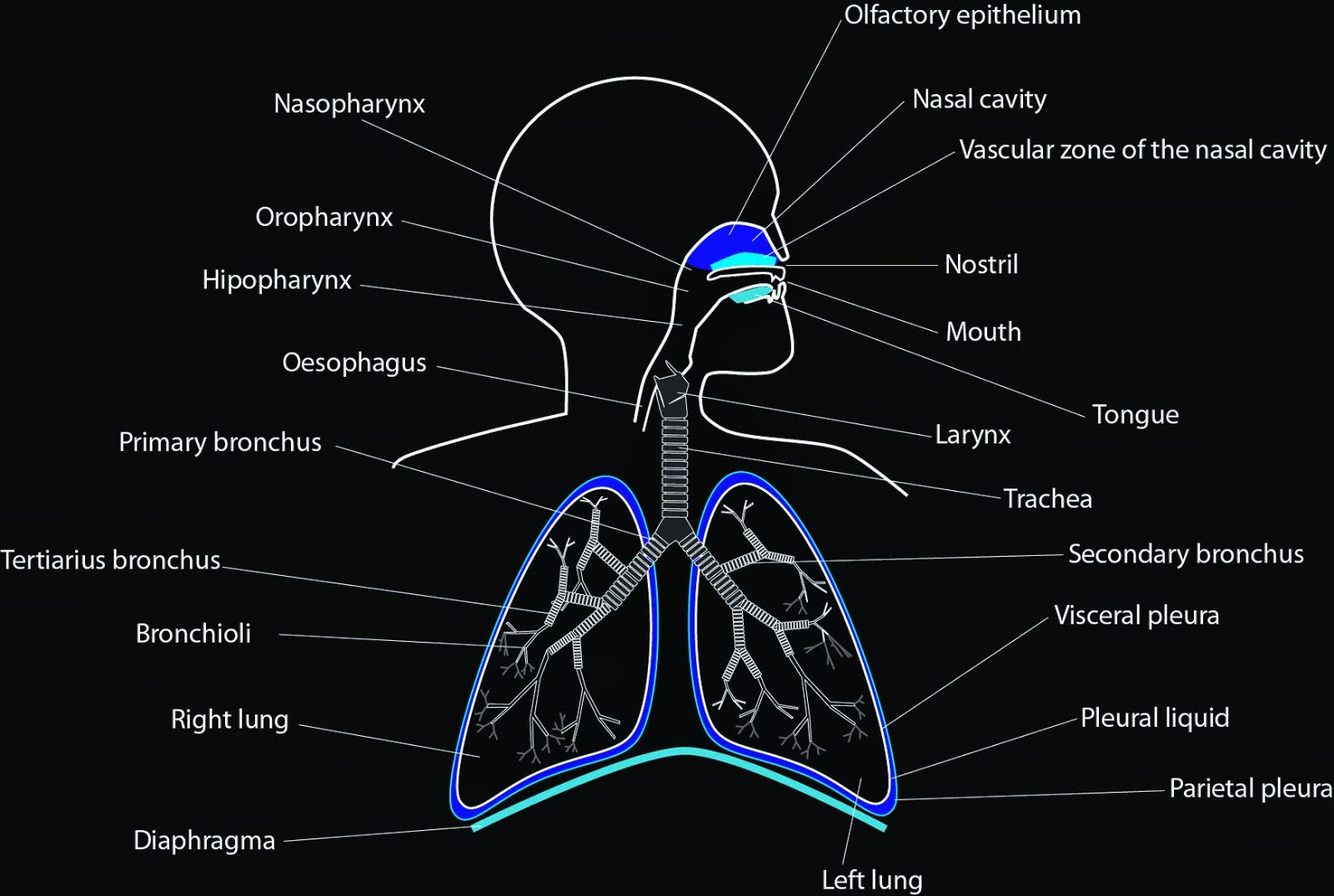Respiratory Tract